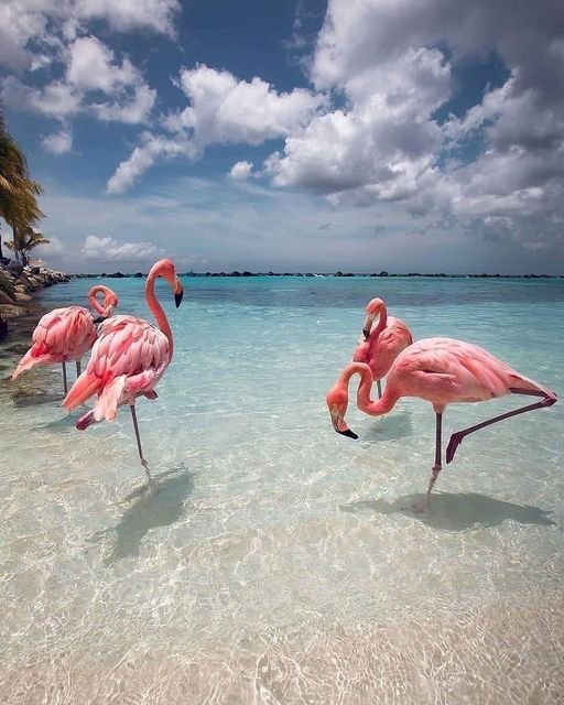 Flamingos em Curaçao